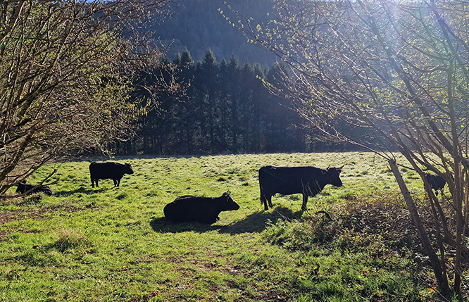 Sunshine cows